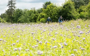 Biker in blühender Wiese