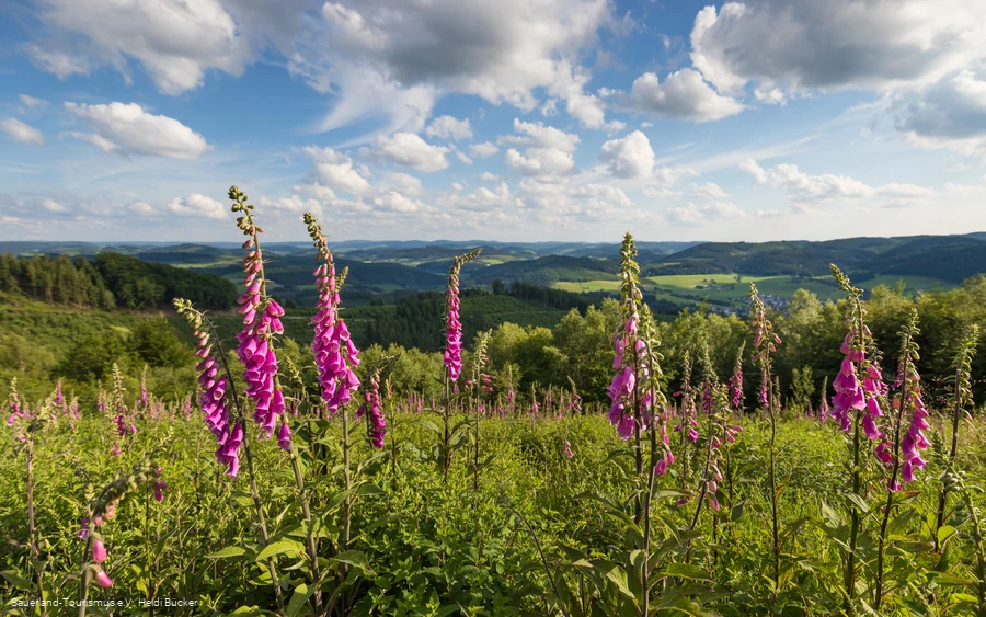 Markshöhe bei Wenholthausen