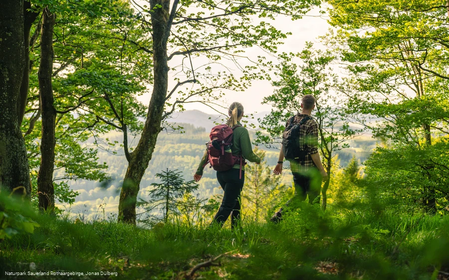 Wandern durch den Buchenwald