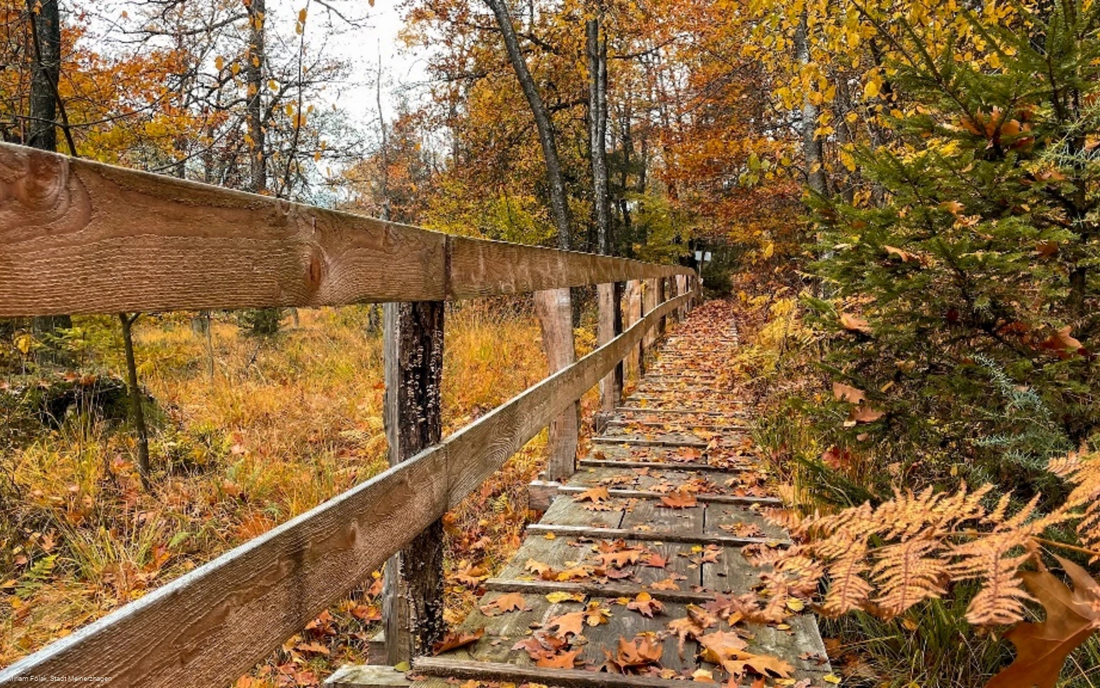 Knüppeldamm Ebbemoore