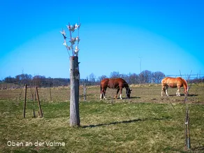 Scheuerpfahl Tauben