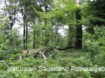 Wälder auf der Hunau